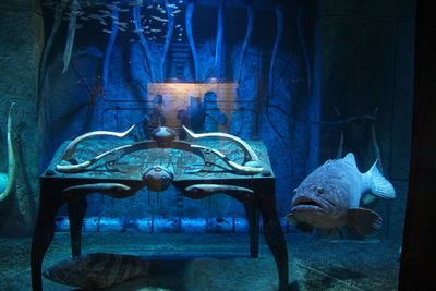 View of an animal sculpture in aquarium