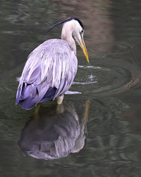 Grey heron ripples and reflection