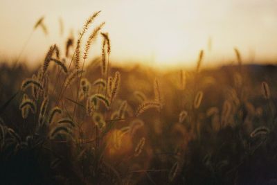 Close-up of plants on field at sunset