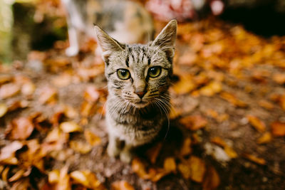 Portrait of cat on field during autumn