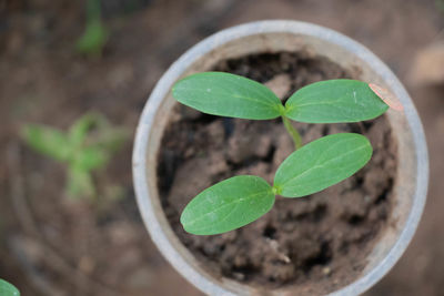 High angle view of potted plant leaves