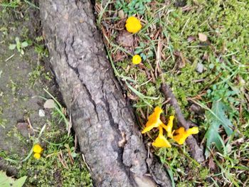 Close-up of yellow flowers growing on tree trunk