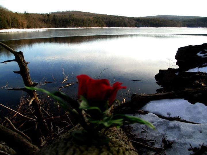 water, lake, reflection, beauty in nature, tranquility, nature, tranquil scene, plant, scenics, growth, flower, river, outdoors, lakeshore, day, idyllic, standing water, calm, no people, pond