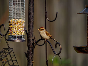 Winter sparrow/finch