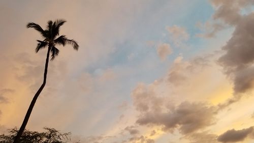 Low angle view of silhouette palm tree against sky