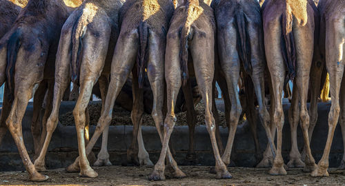 Rear view of camels standing outdoors