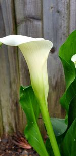 Close-up of white flowering plant