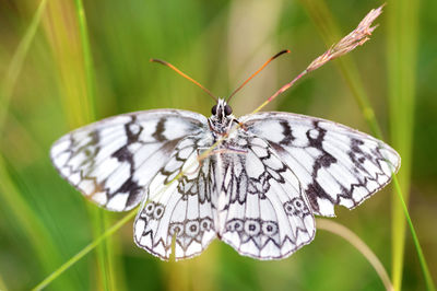 Close-up of white butterfly on plant