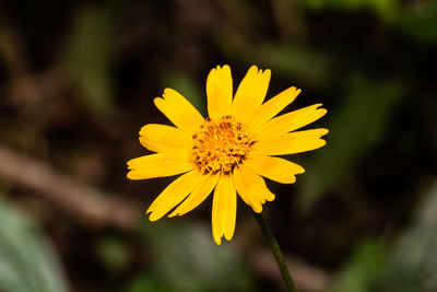 Close-up of yellow flowering plant