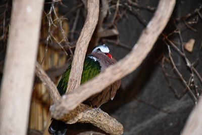 High angle view of bird perching on branch