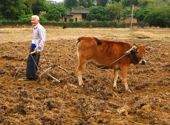 Full length of farmer standing by cow on field