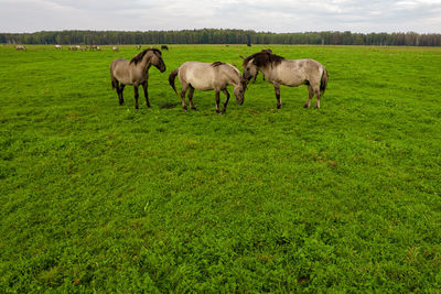 Various brown, white mustangs graze grass on farmland. group of animals on pasture. rural scene