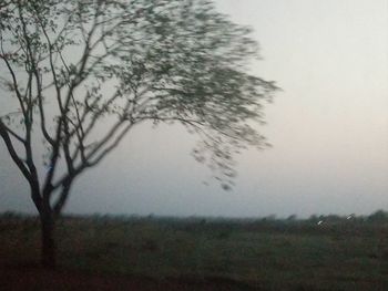 Trees on field against sky during rainy season