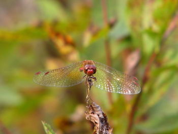 Close-up of insect on plant