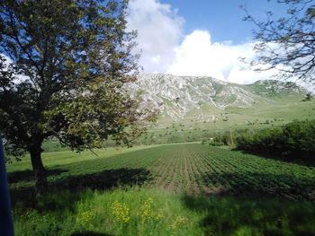 Scenic view of agricultural field against sky