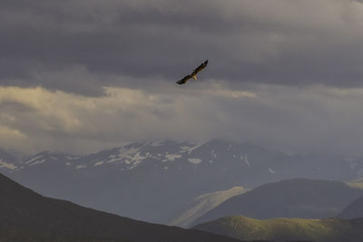 Bird flying in sky