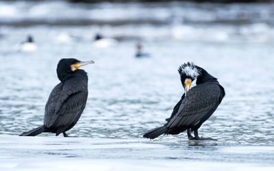 Birds perching on a sea