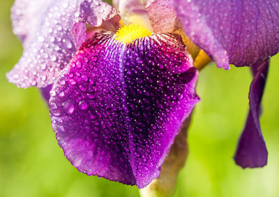 Close-up of wet purple flowering plant