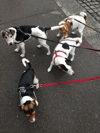 Dog standing on road