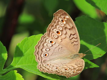 Close-up of butterfly on plant