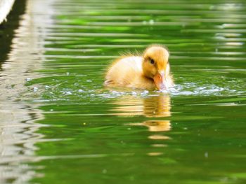 Two swimming in lake