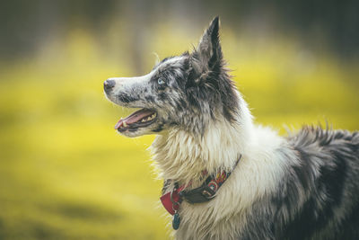 Close-up of a dog looking away