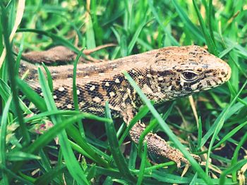 Close-up of grass growing on field