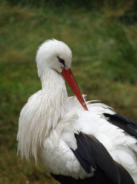 Close-up of a bird