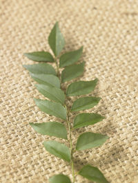 Close-up of fresh curry leaves on burlap