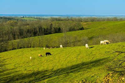 Sheep grazing in a field