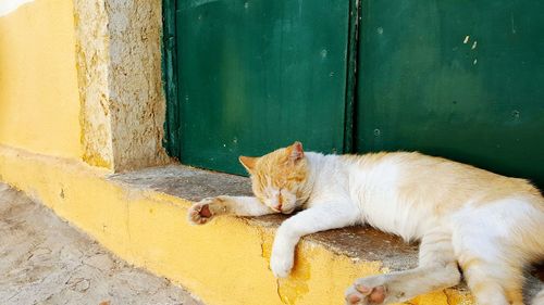 Cat lying outdoors