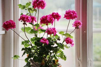 Close-up of pink flowers in vase