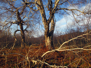 Low angle view of trees against sky