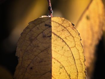 Close-up of dry maple leaf