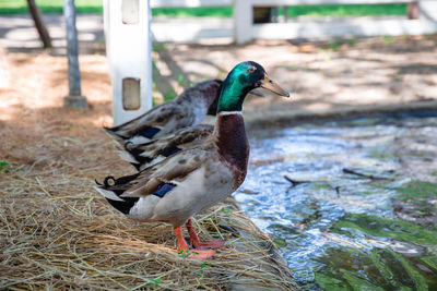 Side view of a mallard duck on the field