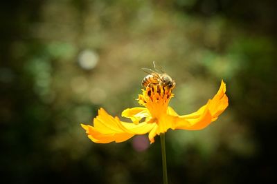 Close-up of bee on yellow flower