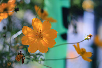 Close-up of orange flowering plant