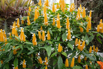 Close-up of yellow flowering plants