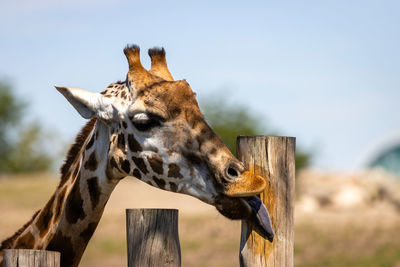 Close-up of a giraffe 