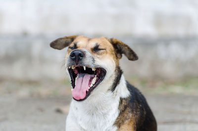 Close-up of stray dog yawning outdoors