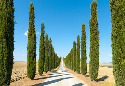 Panoramic view of road amidst trees against sky