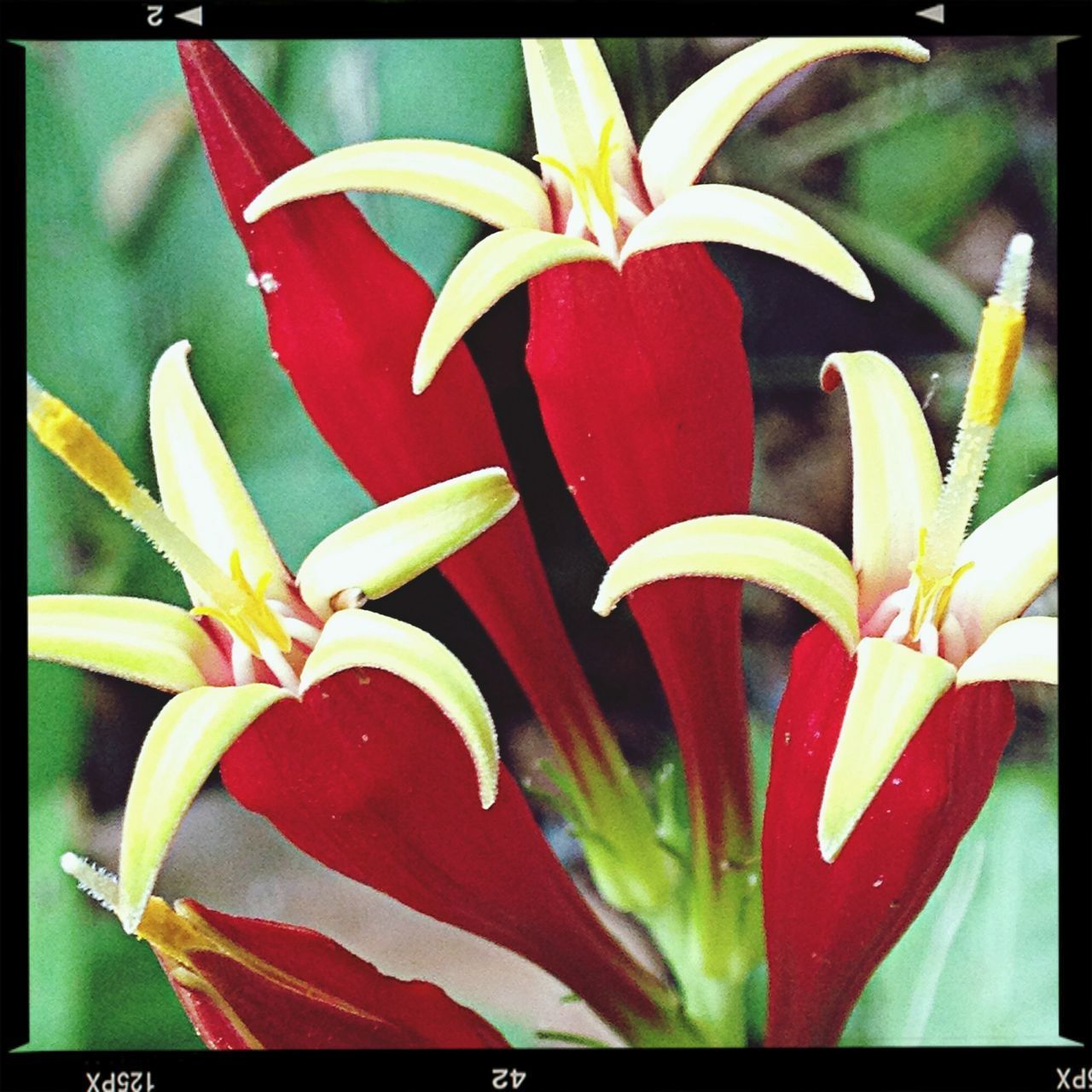 CLOSE-UP OF RED ROSE PLANT