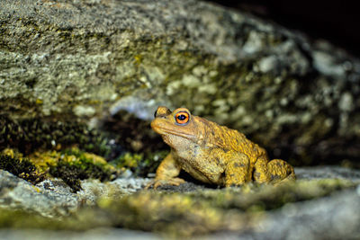 Close-up of frog on rock