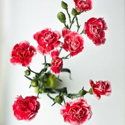 High angle view of red carnations against white background