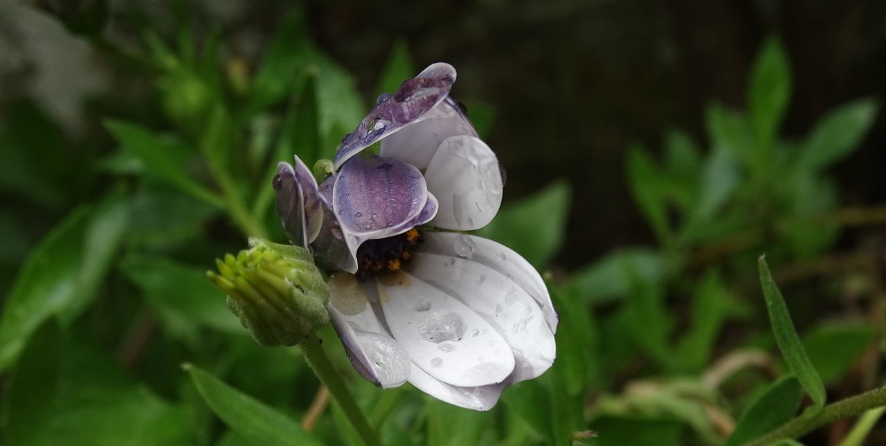 nature, petal, growth, flower, beauty in nature, flower head, fragility, animal themes, one animal, no people, insect, close-up, plant, day, freshness, animals in the wild, outdoors