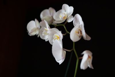 Close-up of white orchids against black background