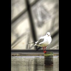 bird