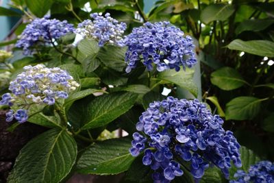 Close-up of purple flowers