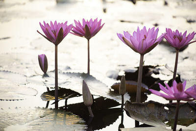 Close-up of lotus water lily in lake