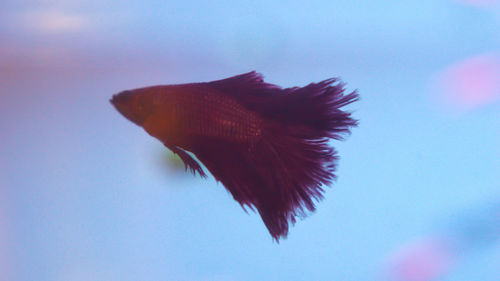 Close-up of a bird flying